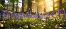 Spring In The Countryside, And The Evening Sunlight Falls On A Carpet Of Bluebells In The Wood