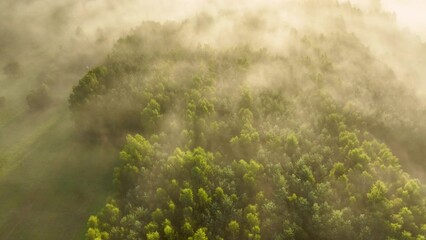 Wall Mural - foggy morning over the forest