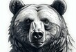 Grizzly bear, sketch for your design