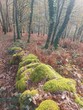 © Naturzeta MAD - natureza e montanhas energia revigorante
