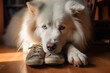 A Samoyed Laika dog. A devoted friend of people. It consistently yearns for and watches for its owner, resting on their apparel and shoes in expectation.