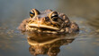 Nice portrait of common toad in the water