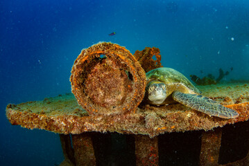 Wall Mural - sea turtle underwater resting on a ship wreck