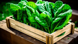 Fototapeta Dmuchawce - close up of a tray full of delicious freshly picked farm fresh spinach, organic product. view from above. AI generate