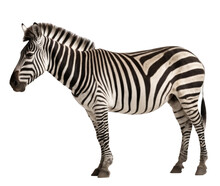 Beautiful Zebra On Transparent Background, PNG