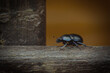 Dung beatle Anoplotrupes stercorosusi on a wooden railing