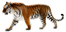 Majestic Tiger Isolated On Transparent Background