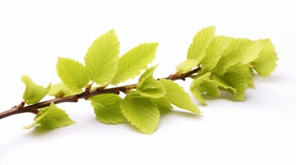 Sticker - Common hazel bush isolated on white background isolated on white background, - Created using AI Generative Technology