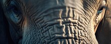Close Up Portrait Of An Elephant