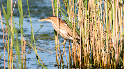 Poster - bird in the grass