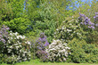 Rhododendrons and Azalias in Spring