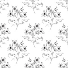 Wall Mural - Delicate floral background Blooming branch Clematis vector seamless pattern, linear flowers black on white. Hand drawn elements for design packaging, textile, wallpaper, fabric, paper