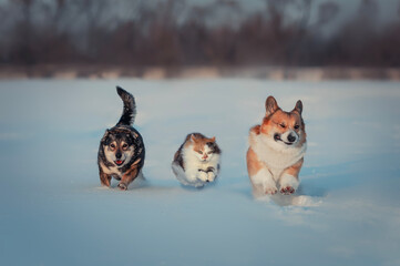 Sticker - funny fluffy dog friends and fluffy cat running through the snow in a winter park