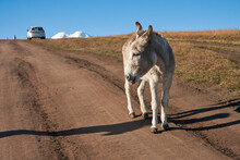 A Donkey On A Mountain Road. In The Background A Vehicle With Auto Tourists Overlooking A Picturesque Snow-covered Mountain Top.
