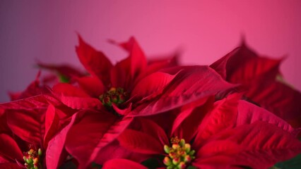 Wall Mural - Poinsettia Christmas flower plant rotating, close up. Euphorbia Pulcherrima, or Nochebuena. Christmas Star flower over red background