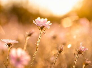 Sticker - Field of lilac flowers at golden hour/sunset, bokeh effect