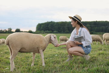 Wall Mural - Smiling woman with tablet feeding sheep on pasture at farm