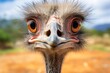 Close up of a Ostrich looking into the camera.