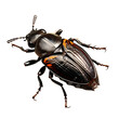black june beetle bug insect grub coleopteran fly entomology animal transparent background