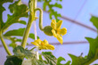 Male and female watermelon flower in the greenhouse.