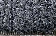 Spruce forest in winter, hoarfrost and snow create a strongly graphic effect, Upper Bavaria, Bavaria, Germany, Europe