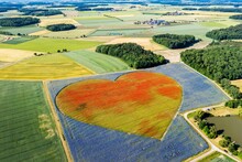Flowering Heart Of Cornflowers (Centaurea Cyanus) And Poppies (Papaver) . On An Area Of Ten Hectares, 12.5 Million Poppy Blossoms Bloom In The Hohenlohe Plain Alone, Drone Photo, Blaufelden