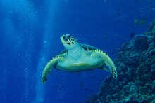 Hawksbill Sea Turtle (Eretmochelys Imbricata) Swimming On Steep Wall. Dive Site Elphinstone Reef, Egypt, Red Sea, Africa
