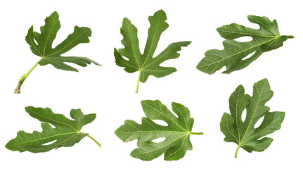 Wall Mural - Green fig leaves isolated on white, set
