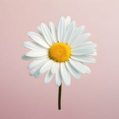 Wall Mural - daisy flower in studio background, single daisy flower, Beautiful flower, african daisy