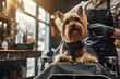Dog at groomin salon looking like barber shop.