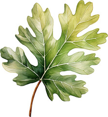 Wall Mural - Oak leaf isolated on transparent background. PNG