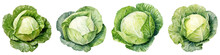 Set Of Cabbage, Watercolor Png Collection