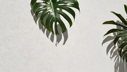 Wall Mural - Abstract Beauty: Sunlit Tropical Leaves on White