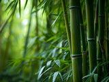 Fototapeta Sypialnia - Close up texture of Bamboo forest, background