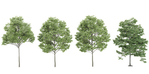 field maple,silver trees and shrubs in summer isolated on white background. Forestscape. High quality clipping mask. Forest and green foliage