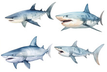 Set Of Watercolor Paintings Shark Fish On White Background. 