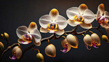 Fototapeta Storczyk - Piękny storczyk, orchidea na ciemnym tle, dekoracja ścienna, generative ai