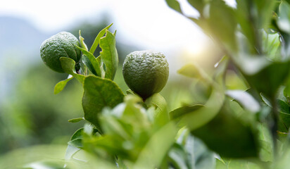 Wall Mural - Small green citrus on the tree