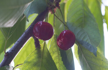 Wall Mural - Red cherry fruit on a cherry branch