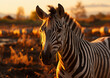 zebra in the field backlit warm lighting sunset nature. 