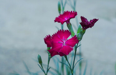 Canvas Print - Red-crowned flowers are now opening