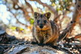 Fototapeta Zwierzęta - Photograph of a quokka with a charming smile, on Rottnest Island, with natural bushland in the background