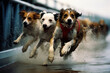 Racing dogs in full velocity, forming abstract streaks that convey the intense speed and competition on the track.