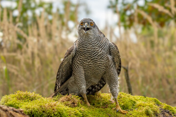 Wall Mural - peregrine falcon (falco peregrinus) perched on branch in front of pine trees-shallow depth of field