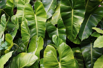 Canvas Print - Abstract green tropical leaves nature background