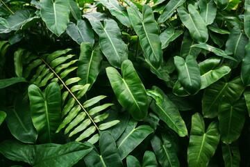 Canvas Print - Abstract green tropical leaves nature background