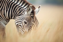 Pair Of Zebras Nuzzling While Grazing