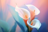 A picture that shows Calla lily flower, in reality style, soft background
