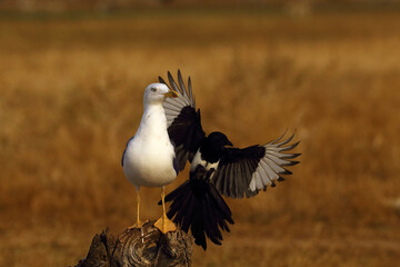 Wall Mural - The yellow-legged gull (Larus michahellis), a large gull chases away a magpie from its feeder. Seagull and magpie interacting.