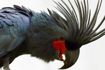 Poster - The palm cockatoo (Probosciger aterrimus), also known as the goliath cockatoo or great black cockatoo, portrait of a large black parrot on a white background.